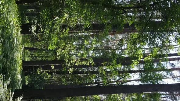 Vertical Video Aerial View Inside a Green Forest with Trees in Summer