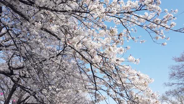 Sakura