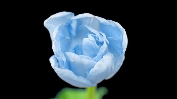 Beautiful Blue Tulip Flower on Black Background Time Lapse