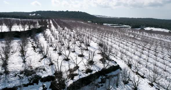 Aerial view of a dry vineyard in the snow, Golan Heights, Israel.