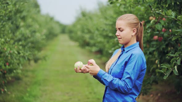 Beautiful Young Woman Picking Ripe Organic Apples