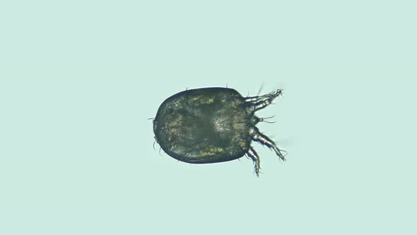 Acari (Mite) Deutonymph Under the Microscope, of the Histiostomatidae Family. Hypopus