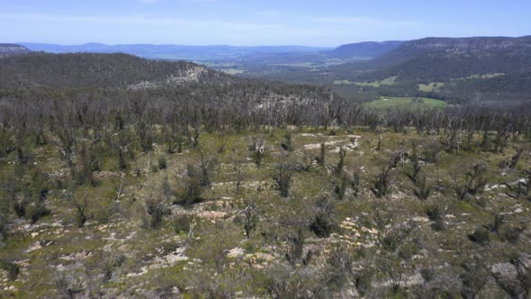 Drone aerial footage of forest regeneration after bushfires in regional Australia