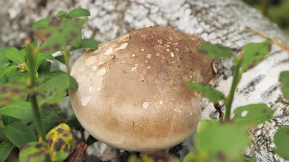 The Big Stump of Mushroom on the Decaying Tree in Espoo Finland