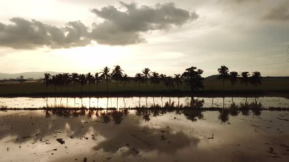 Aerial view row of coconut trees with electric cable