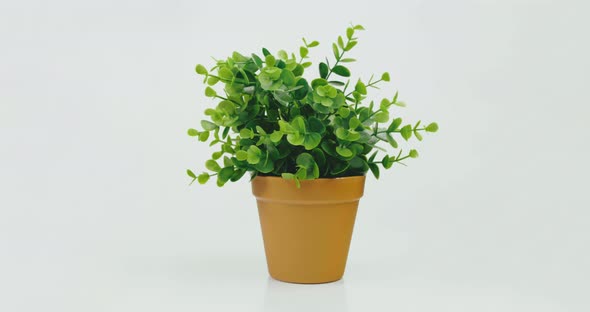 House Plant in Brown Pot Isolated