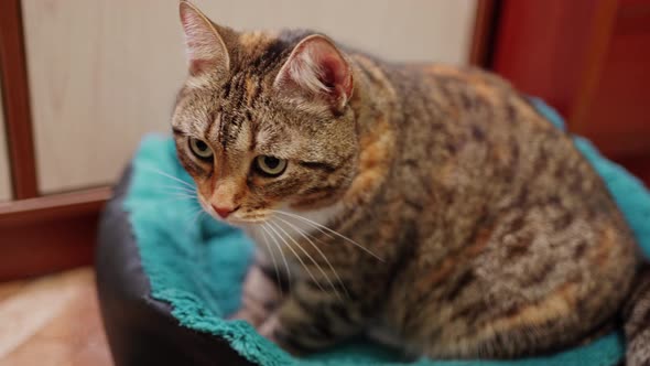 Beautiful Motley Cat in Her Couch Looks Around