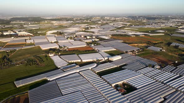 Industrial Vegetable Farming Concept