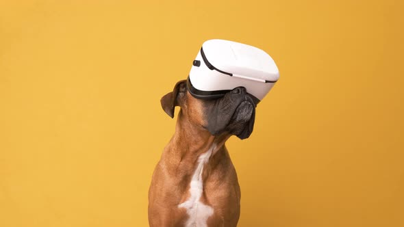 Boxer dog with virtual reality glasses on yellow background. VR goggles and metaverse concept