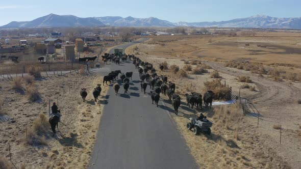 Drone shot of cows being herded down a rural road by a cowboy and quad on a cold sunny day