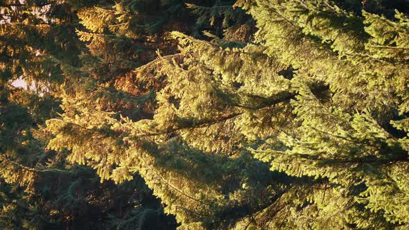 Trees Glowing In Evening Sun