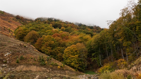 Misty Autumn Forest Time Lapse