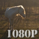 Horse Grazing in Sunset 2 - VideoHive Item for Sale