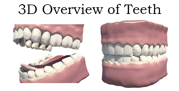 3D Overview Of Teeth