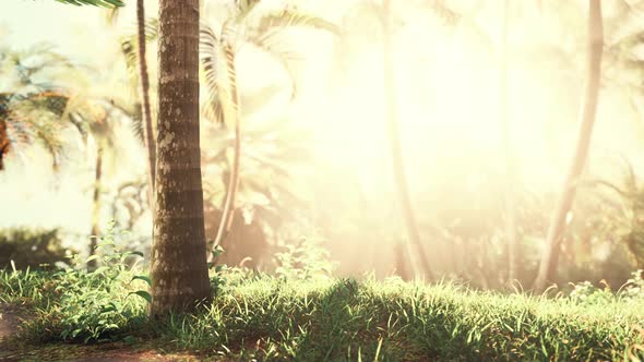 Tropical Garden with Palm Trees in Sun Rays