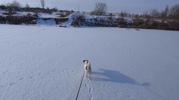 Jack Russell Terrier walking in the snow. Walking the dog on a leash. Slow motion