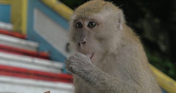 At Batu Caves, Malaysia Seen  Monkey
