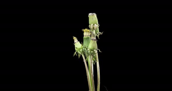 Time Lapse of Dandelion Opening Close Up View