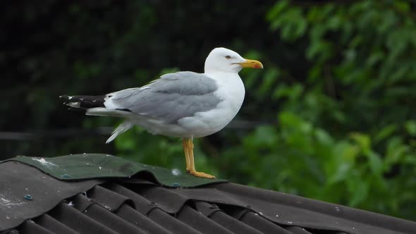 A Beautiful, Clean and Bright Feathered Seagull Bird on the Roof