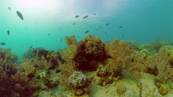 Coral Reef and Tropical Fish Underwater