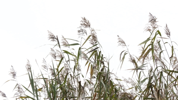 Bulrush Silhouette On Sky Background