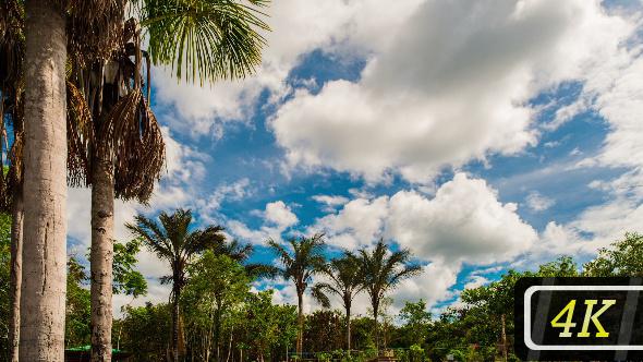 Brazilian Tropics alt