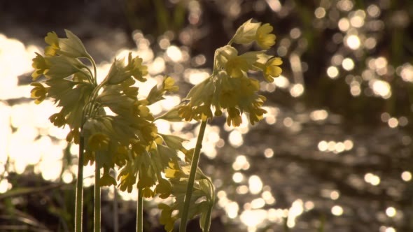 Yellow Wild Primrose on a Background Bokeh Solar