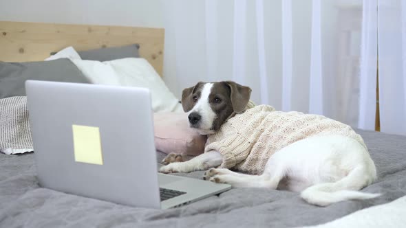 Dog Watching A Movie On A Laptop Computer In Bedroom Lying On Bed