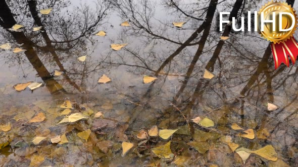 Pond in the Autumn Yellow Leaves Reflected