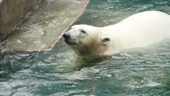 Polar Bear Swims And Dives