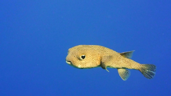 Blackspotted Puffer Arothron Nigropunctatus