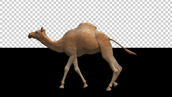 Camel Moving
