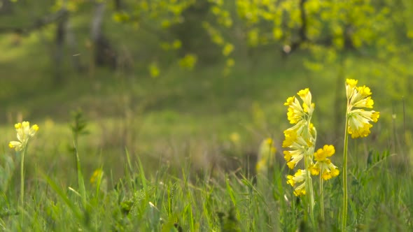 Yellow Wild Primrose Blooming in the Woods