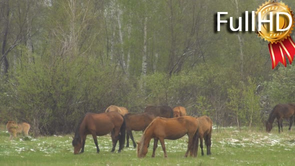 Horses Grazing in a Meadow With Young Colts.