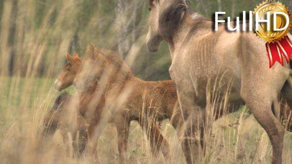 Horses Grazing in a Meadow With Young Colts. May