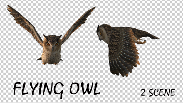 Owl Flying - 2 Scene alt