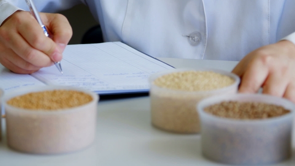 Inspector Writes Information In The Laboratory - Looking For Quality Millet