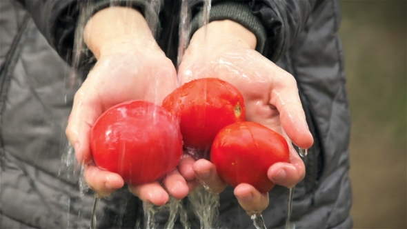 Water Flows On Red Tomatoes In Hands Of Woman
