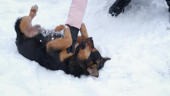 Play with Dog on Winter Playground