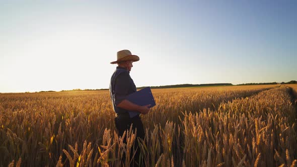 Agriculturist inspects the crop in farmland