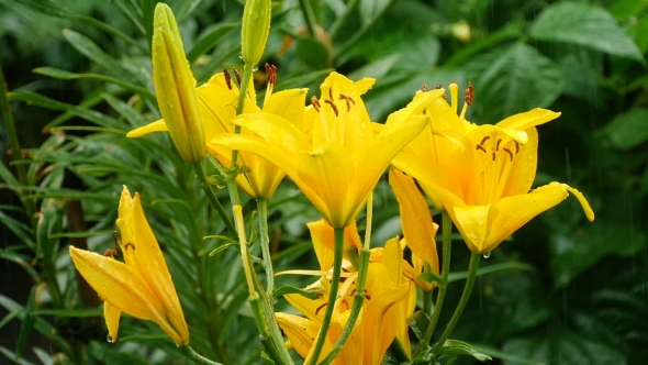 Yellow Lily Flower Under Rain