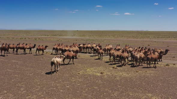 Aerial View of Bactrian Camels Group in Steppe