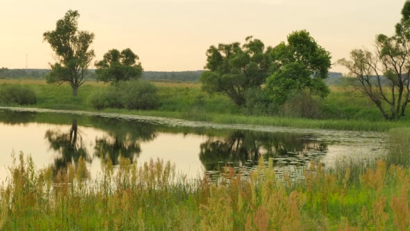 Landscape Swamp Forest Lake Sunset Pink