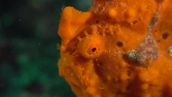 Orange warty frogfish close up shot.