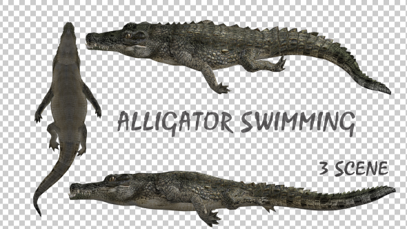 Crocodile - Alligator Swimming - 3 Pack