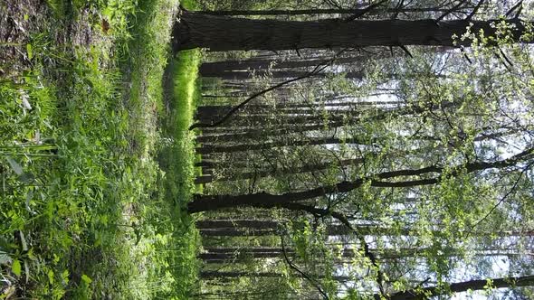 Vertical Video of Green Forest During the Day