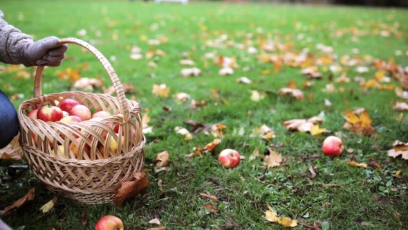 Woman With Basket Picking Apples At Autumn Garden 1