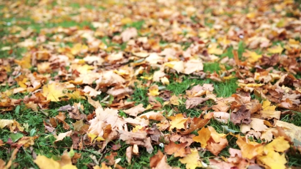 Fallen Autumn Maple Leaves On Meadow 11