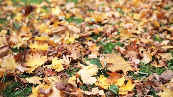 Fallen Autumn Maple Leaves On Meadow 14