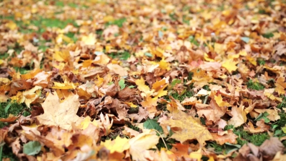 Fallen Autumn Maple Leaves On Meadow 15